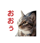 保護猫兄弟タビとさばお（個別スタンプ：11）