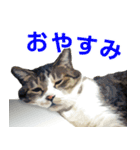 保護猫兄弟タビとさばお（個別スタンプ：12）