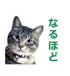 保護猫兄弟タビとさばお（個別スタンプ：13）