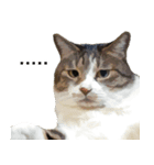 保護猫兄弟タビとさばお（個別スタンプ：14）