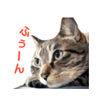 保護猫兄弟タビとさばお（個別スタンプ：15）