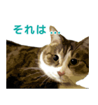保護猫兄弟タビとさばお（個別スタンプ：16）