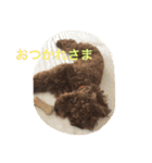 トイプードル☆ルイ2（個別スタンプ：10）