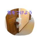 トイプードル☆ルイ2（個別スタンプ：14）