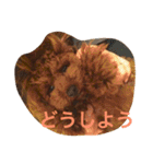 トイプードル☆ルイ2（個別スタンプ：20）