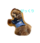 トイプードル☆ルイ2（個別スタンプ：21）