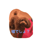 トイプードル☆ルイ2（個別スタンプ：24）