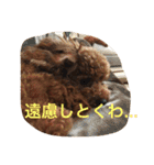 トイプードル☆ルイ2（個別スタンプ：26）