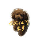 トイプードル☆ルイ2（個別スタンプ：30）