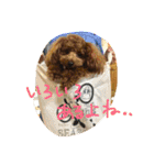 トイプードル☆ルイ2（個別スタンプ：33）