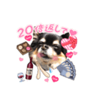 チワワのロビン（個別スタンプ：14）