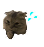 気分屋ねこ、べべ。4（個別スタンプ：1）