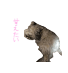 気分屋ねこ、べべ。4（個別スタンプ：3）