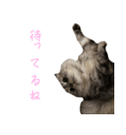 気分屋ねこ、べべ。4（個別スタンプ：5）