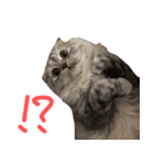 気分屋ねこ、べべ。4（個別スタンプ：6）