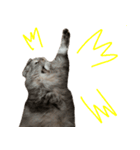 気分屋ねこ、べべ。4（個別スタンプ：10）
