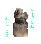 気分屋ねこ、べべ。4（個別スタンプ：11）