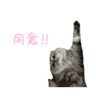 気分屋ねこ、べべ。4（個別スタンプ：13）