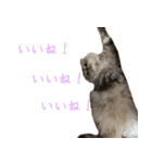 気分屋ねこ、べべ。4（個別スタンプ：14）