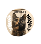 N.Yoko 2（個別スタンプ：6）