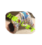 蒼矢（個別スタンプ：1）
