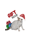 クリスマスキャット（個別スタンプ：1）