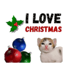 クリスマスキャット（個別スタンプ：3）