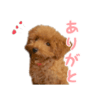 トイプードルのジャンヌ（個別スタンプ：1）