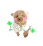 トイプードルのジャンヌ（個別スタンプ：2）