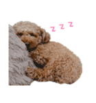 トイプードルのジャンヌ（個別スタンプ：4）