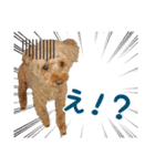トイプードルのジャンヌ（個別スタンプ：6）