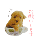 トイプードルのジャンヌ（個別スタンプ：8）