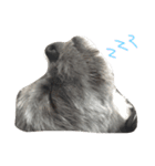 犬 りんく（個別スタンプ：1）