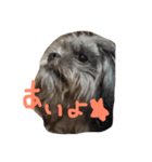 犬 りんく（個別スタンプ：3）