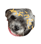 犬 りんく（個別スタンプ：4）