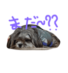 犬 りんく（個別スタンプ：5）