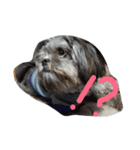 犬 りんく（個別スタンプ：6）