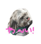 犬 りんく（個別スタンプ：8）