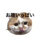 うちのキングさん②♡（個別スタンプ：20）