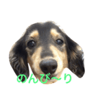 喜怒哀楽ぽこちゃん（個別スタンプ：1）