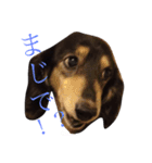 喜怒哀楽ぽこちゃん（個別スタンプ：2）