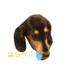 喜怒哀楽ぽこちゃん（個別スタンプ：3）