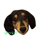 喜怒哀楽ぽこちゃん（個別スタンプ：21）