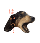 喜怒哀楽ぽこちゃん（個別スタンプ：23）