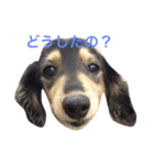 喜怒哀楽ぽこちゃん（個別スタンプ：26）