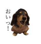 喜怒哀楽ぽこちゃん（個別スタンプ：34）