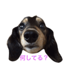 喜怒哀楽ぽこちゃん（個別スタンプ：36）
