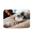 桜さん日和（個別スタンプ：7）