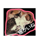 catheart（個別スタンプ：1）