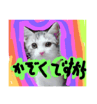 catheart（個別スタンプ：2）